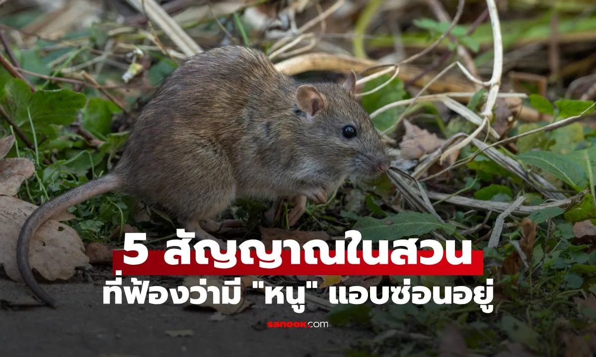 Post by Thanapol ชัยวัฒน์