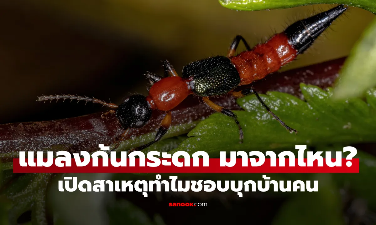 Post by sunisa jantra55